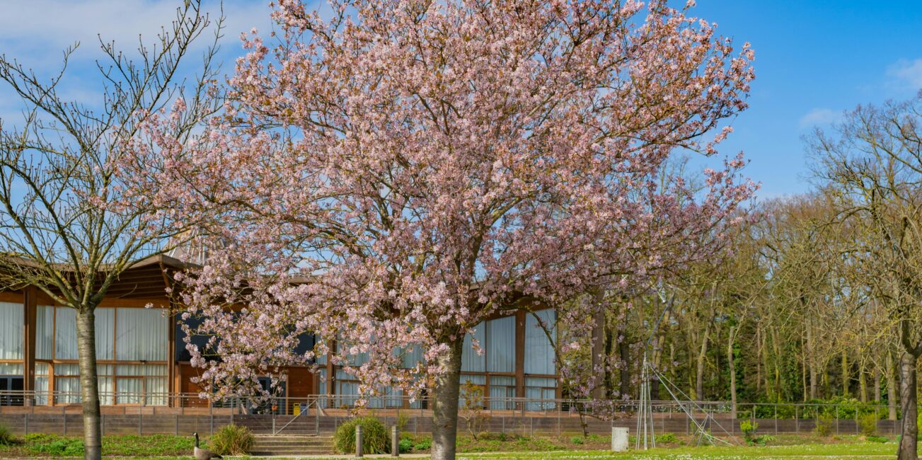 A-Tree-in-a-Garden