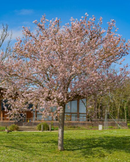 A-Tree-in-a-Garden