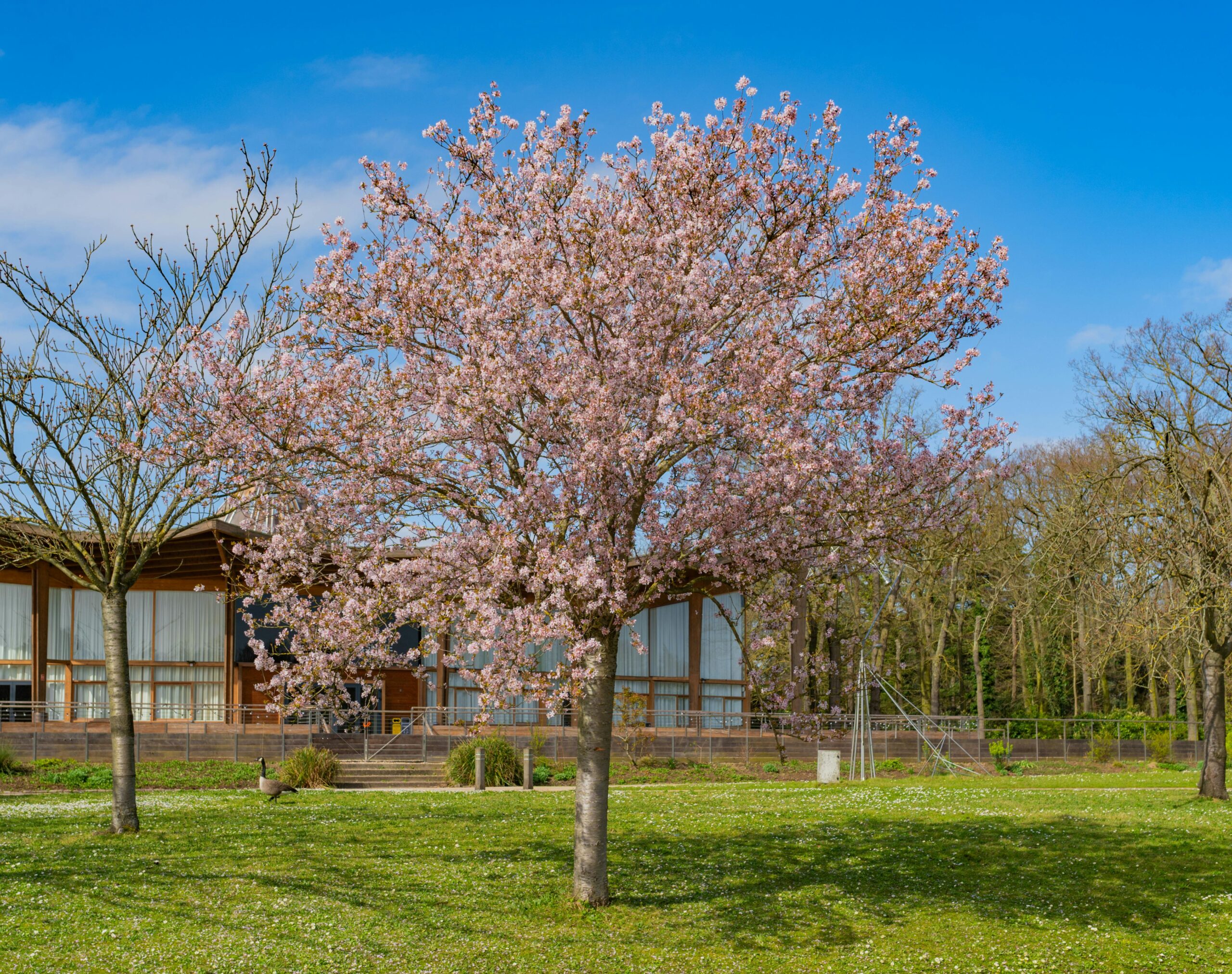 A-Tree-in-a-Garden